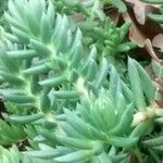 Sedum sediforme Листок