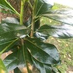 Corynocarpus laevigatus Folha