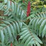 Rhus glabra Fuelha