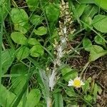 Gnaphalium americanum Fleur