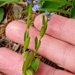 Polygala alpestris Blatt