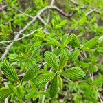 Crataegus punctata Yaprak