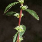 Amaranthus torreyi Žiedas