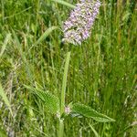 Agastache urticifolia Hábito