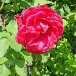 Rosa gallicaFlor