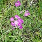 Primula farinosa പുഷ്പം