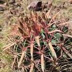 Ferocactus latispinus Blad