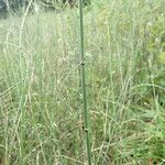 Equisetum × moorei List