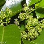 Elaeodendron curtipendulum Fruchs