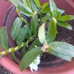Dendrobium nobile Blomma
