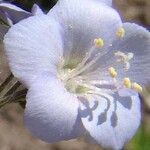 Polemonium caeruleum Blüte
