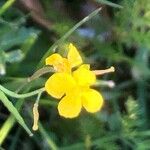 Brassica fruticulosa Blüte