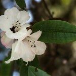 Rhododendron pachytrichum Λουλούδι