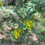 Senecio ovatusFiore