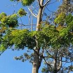Acrocarpus fraxinifolius Ravina