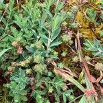 Hypericum linariifolium Leaf