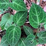 Mikania guaco Leaf