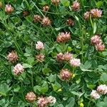 Trifolium fragiferum Συνήθη χαρακτηριστικά