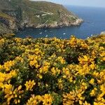 Ulex europaeus Bloem