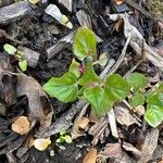 Circaea alpina Foglia