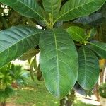 Pouteria caimito Leaf