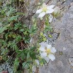 Potentilla alchemilloides Други