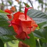 Holmskioldia sanguinea Flower