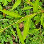 Persicaria punctata ഇല