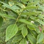 Gliricidia sepium Leaf