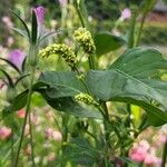 Persicaria lapathifoliaFleur