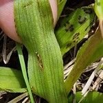 Dactylorhiza traunsteineri Liść