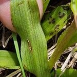 Dactylorhiza traunsteineri Folla