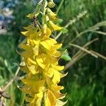 Crotalaria pallida Цвят