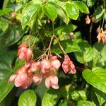 Begonia fuchsioides Frukt