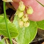 Orthilia secunda Blomma