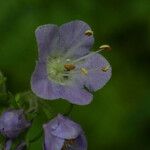 Phacelia bipinnatifida Flor