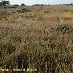 Salicornia perennis Yeri