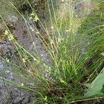 Juncus effusus Celota