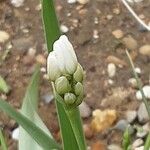 Allium neapolitanum 花