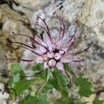 Physoplexis comosa 花