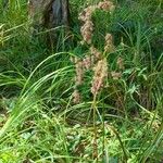 Scirpus cyperinus 叶