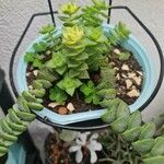 Crassula rupestrisЛист