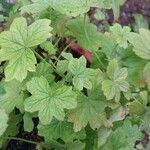 Pelargonium multibracteatum Leaf