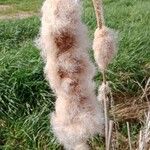 Typha latifolia Frucht