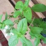 Ocimum basilicumपत्ता