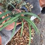 Pancratium canariense Lapas