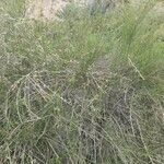 Prunus scoparia Otro