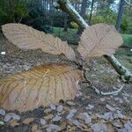 Quercus pontica Blatt