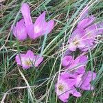 Colchicum speciosum 花