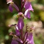 Orchis spitzelii 花